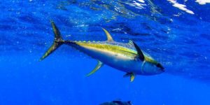 Fishing in the Philippines - Experience Endless Fishing Opportunities